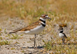 Killdeers, Baylands