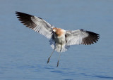 American Avocet, Baylands