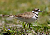 Killdeer, Vasona