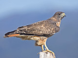 Red-tailed Hawk, Half Moon Bay