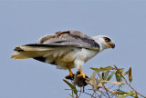 White-tailed Kite, Half Moon Bay