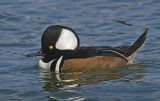 Hooded Merganser