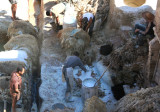 View of a tanner treating some of animal skins with lime.