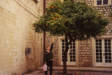 I am trying to pick some oranges out of this orange tree in Dubrovnik.