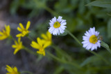 rr0808mtrain101flowers.jpg