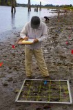 Sauvie Island Archaelogical Dig   - 2007