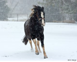 Snowy Run