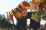 Fall comes to the Memorial