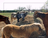 Master of the Hay