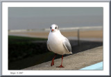 On the boardwalk