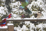 Rosellas in the snow