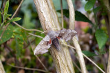 Poplar Hawkmoth (Laothoe populi)