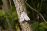 White Ermine (Spilosoma lubricipeda)