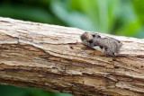 Setacious Hebrew Character (Xestia c-nigrum)