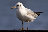 Black headed Gull (Larus ridibundus)