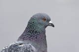 Feral Pigeon (Columba livia)