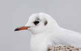 Black headed Gull (Larus ridibundus)