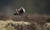 Red Grouse flight (Lagopus Lagopus)