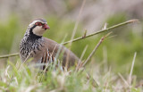 Red Legged Partridge (Alectorus rufa)