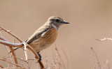 Stonechat (Saxicola torquata)