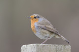 Robin (Erithacus rubecula)