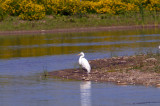 White Egrets