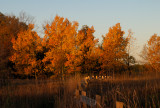 Fall  Ontario 2007