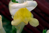 200mm AF Micro Floral0029.jpg