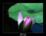 Half Lotus