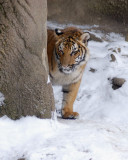 Tigers2010-01-09_016.jpg