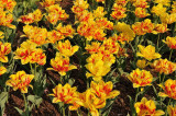 Cincinnati Zoo 2010 Tulip Display