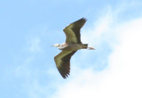 Heron in flight IMG_5872r