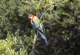 Rosella IMG_5504