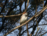 Sparrow IMG_5424r