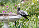 Baby Magpie Bathtime 2r