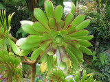 Aeonium  04-49