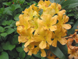 Rhododendrum  04-75.jpg