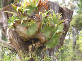 Staghorn  1056.jpg