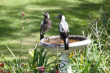 Magpie family IMG_6174r