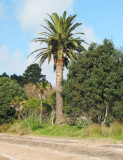 Palm tree Cornwallis Beach S 963
