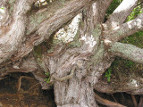 Pohutukawa Trunk S 921