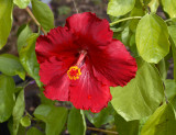 Hibiscus 9209