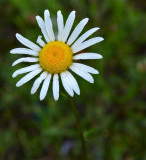 Wild Daisy.jpg