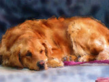 Bella Dozing_Painting.jpg