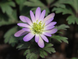 Grecian Wind Flower