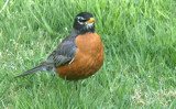 Morning Visitor.JPG