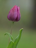 Backyard Tulip