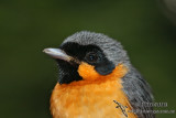Spectacled Monarch 7047.jpg
