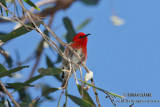 Scarlet Honeyeater 9745.jpg