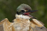 Sacred Kingfisher 8154.jpg